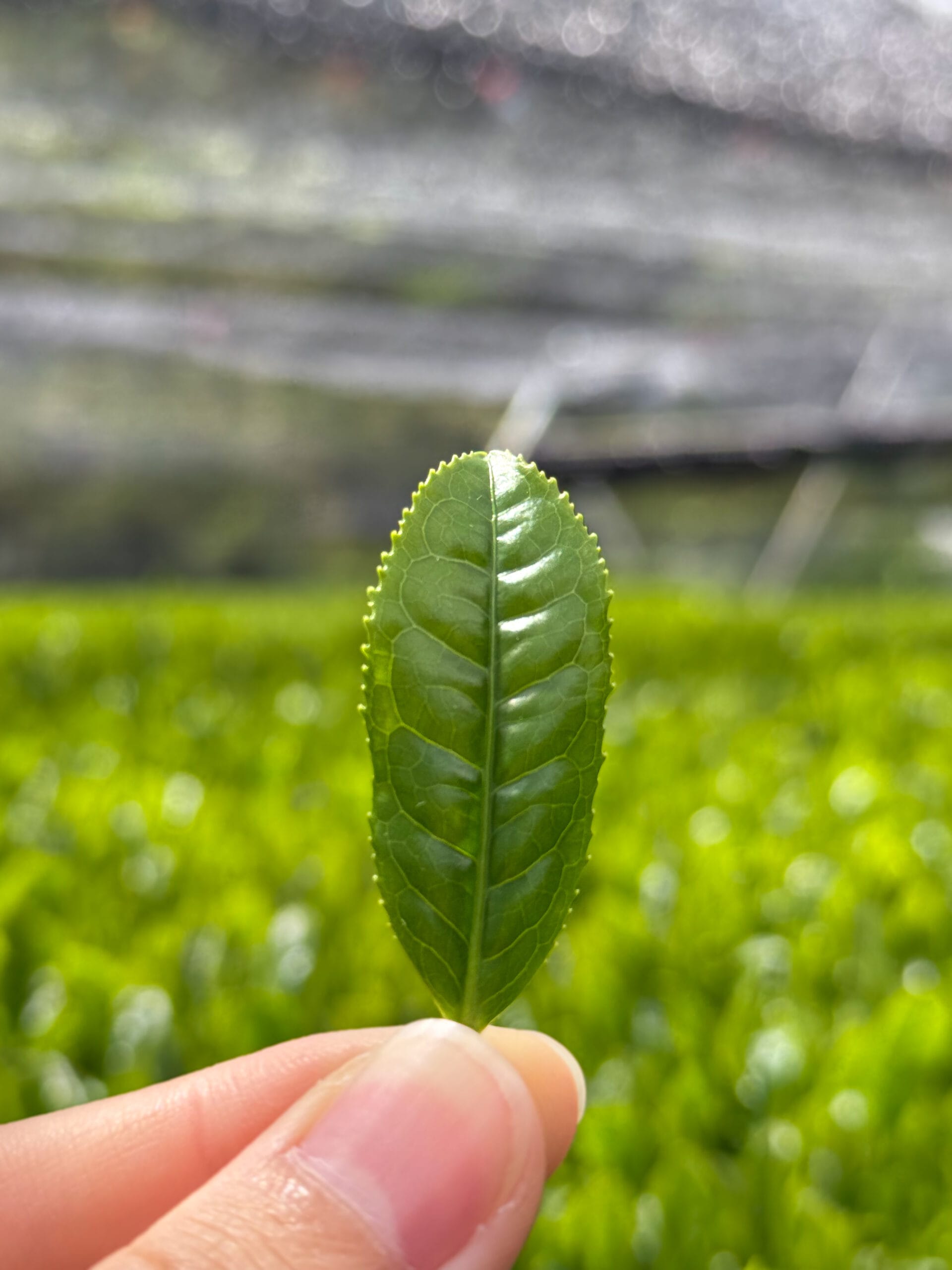 Kyozen Okumidori Leaf